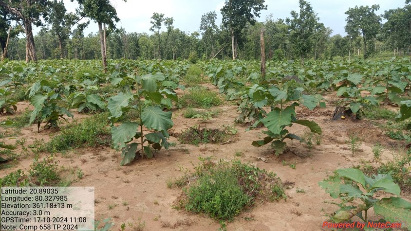 Plantation_67ff8ea8cbbb8-img9.jpg